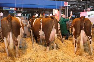 Mme de Cambremer au Salon de l'Agriculture