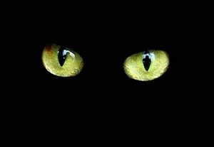 Le 30 janvier....Osez le noir!
