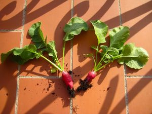 Mangeons les légumes de nos balcons
