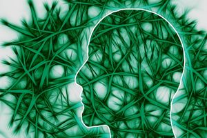 La curiosité stimule le cerveau