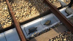 Sélection Citynnovation : fog computing, brique de smog, tunnels pour tortues…