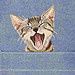 Pour les amoureux(ses) des chats .......