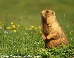 Défi "Le réveil de la marmotte"