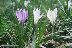 Les audacieuses du Printemps !