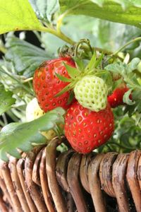 Les fraises sont bonnes pour la santé... et le moral !