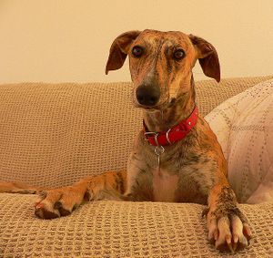 Chiens malheureux