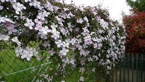 Au beau pays des fleurs, la suite des amis