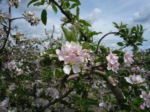 Au beau pays des fleurs, la suite des amis