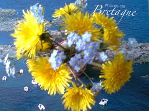 Au beau pays des fleurs, la suite des amis