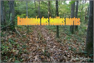 Randonnée des feuilles mortes