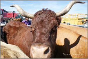 Foire à Brion 2015