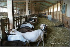 La ferme des Clochettes