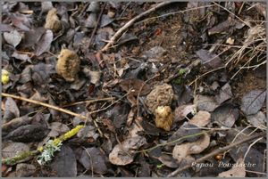 Les morilles