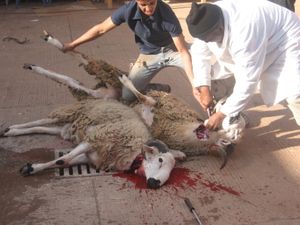 Abattage hallal ou casher une horrible façon de mourir