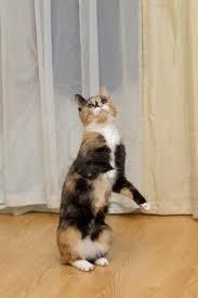Sa se dresse un chat?