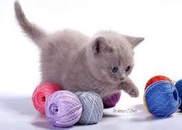 Un Amour De Chat