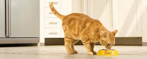 Friskies