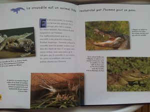 Le petit crocodile. Livre documentaire dès 4 ans. Mango jeunesse.