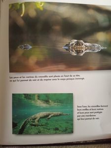 Le petit crocodile. Livre documentaire dès 4 ans. Mango jeunesse.