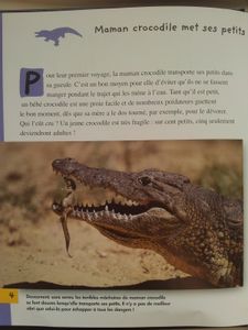 Le petit crocodile. Livre documentaire dès 4 ans. Mango jeunesse.