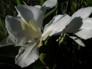 fleur de gingembre