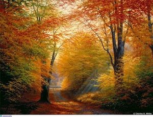 Activité motrice : La forêt multicolore