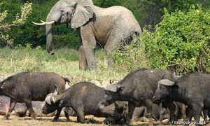 RDC: Le pétrolier britannique Soco accusé par WWF de piller le parc de Virunga