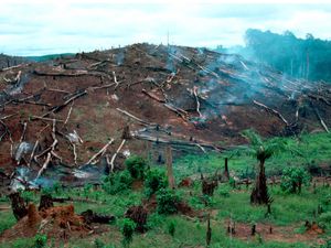 L'argent public français ne doit plus servir la déforestation
