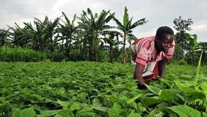 RDC : Un nouveau scénario s'écrit au Kivu (Afrikarabia)