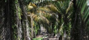Résistance. Une expansion des plantations d'huile de palme stoppée au Liberia (Bastamag)