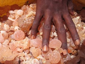La gomme arabique du Soudan : l’étincelle de la vie ou la fortune de Coca Cola ? (Investig Action)
