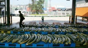 Les éléphants africains menacés de disparition par la Chine (Mondafrique)