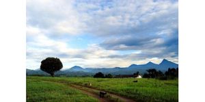 RDC - Virunga : Gorilles 1, pétrole 0 (JAI)