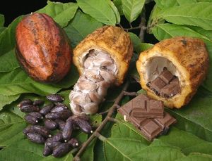 Des opérateurs nationaux en Côte-d’Ivoire dénoncent une mainmise des multinationales sur le cacao (Xinhua)