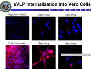 Les nanoparticules d'Argent un traitement préventif de l'Ebola ?
