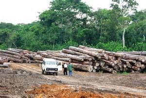 La coopération bilatérale au développement allemande dans le secteur forestier (Greenpeace)