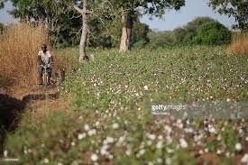 Le Burkina Faso abandonne le coton transgénique : Quand Monsanto ne comprend plus (Pabamzuka)