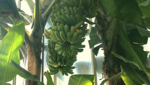 L'insecticide chlordécone utilisé en Guadeloupe : un scandale sanitaire qui doit être puni (L'Obs)