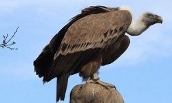 Pourquoi il ne faut pas négocier avec les fonds vautours (CADTM)