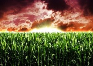 Monsanto : l’Argentine et les herbicides nuisent à la santé financière (Blog Finance)