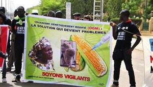 Les Nigerians disent non à Monsanto (Africa's Socialist Banner)