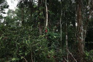Rougier accusée par « Survival International » de déboiser la forêt tropicale camerounaise (Afrikipresse)