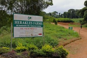 Cameroun: comment les officiels américains ont mis la pression sur le gouvernement pour valider le projet d'Herakles Farms (Journal du Cameroun)