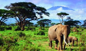 Saisie record d'objets en ivoire à New York (AFP)