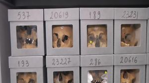 Trente sept crânes de héros de la résistance algérienne conservés au Musée de l'homme (Vidéo)