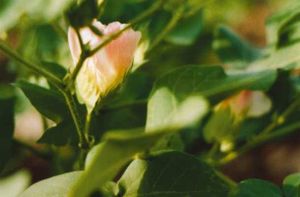 Agriculture béninoise : promouvoir le coton bio pour sauver les populations