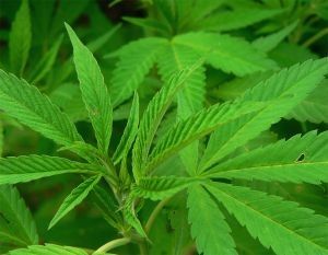 Cannabis: histoire d'un succès et d'une série d'échecs