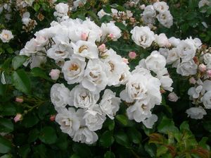 Des roses pour égayer votre salon