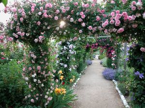 Des roses pour égayer votre salon
