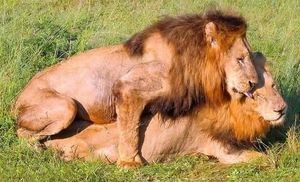 Homosexualité, transgenre : nos frères animaux aussi !